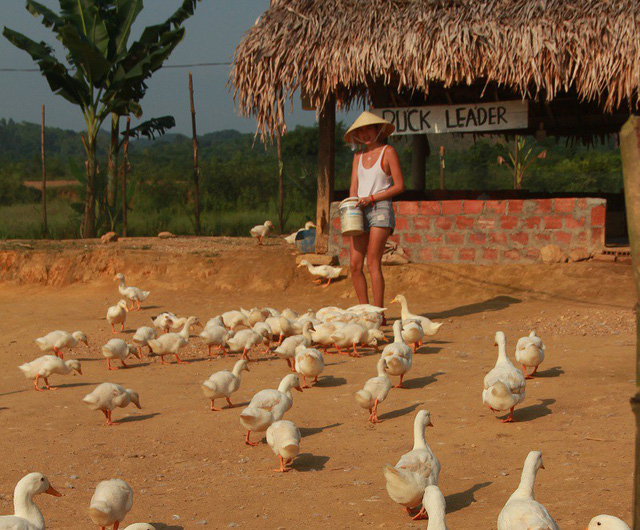 Exploring duck stop in Quang Binh Vietnam